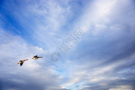 两只迁徙的鹅图片