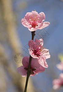 桃树的枝与天空的花朵图片