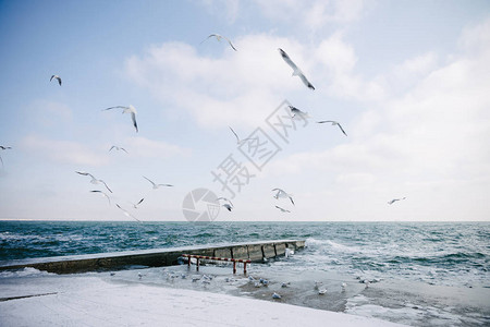 冬季海边的码头有飞翔的海鸥图片
