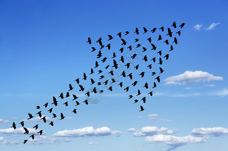 一群鸟在蓝天上形成箭头图片