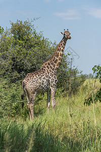 南非长颈鹿站在灌木丛旁咀嚼图片