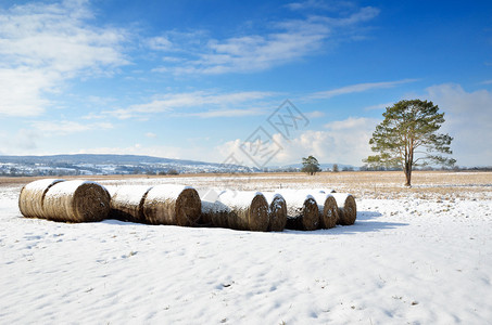 冬天的田野里图片