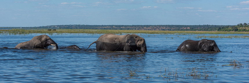大象排队过河全景图片