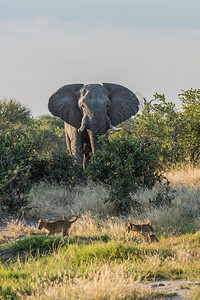 逃离大象的两只幼狮背景图片