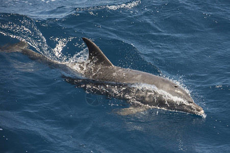 宽吻海豚tursiopstruncatus冲浪波在公海表图片