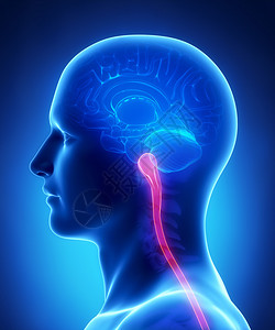 脑解剖学髓质和脊髓图片