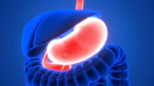 排肠毒X光X3D转化体消化系统毒胃解剖设计图片