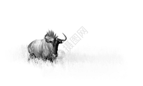 喀拉哈里沙漠蓝野兽的艺术黑白照片插画