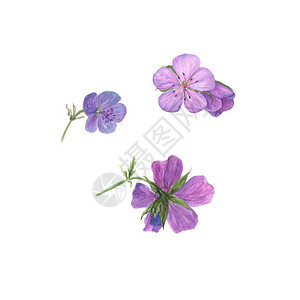 在白色背景下分离的淡紫色天竺葵花的植物水彩插图可用作网页设计设计包装图片