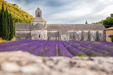 法国戈尔德普罗旺斯的薰衣草田和塞南克修道院背景图片