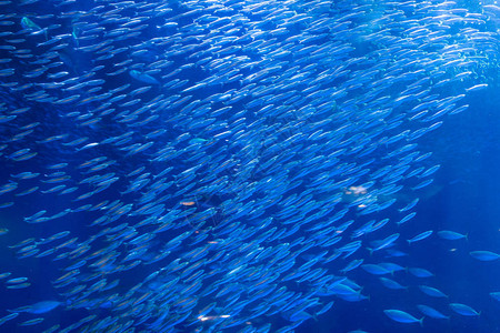 有鱼和大海的水族馆图片