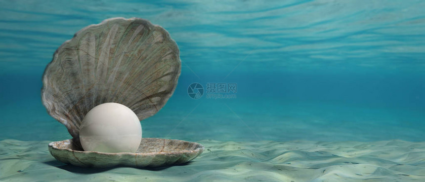 珍珠在水中的牡蛎壳里图片