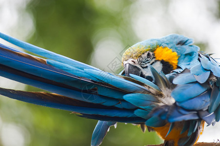 大蓝鹦鹉梳理羽毛图片