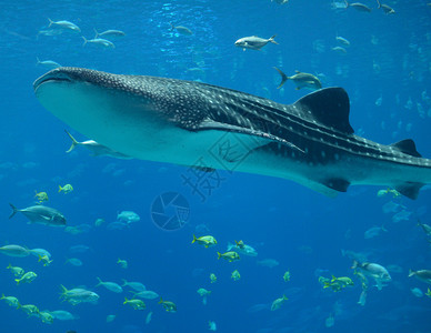 鲸鲨鱼组织背景图片