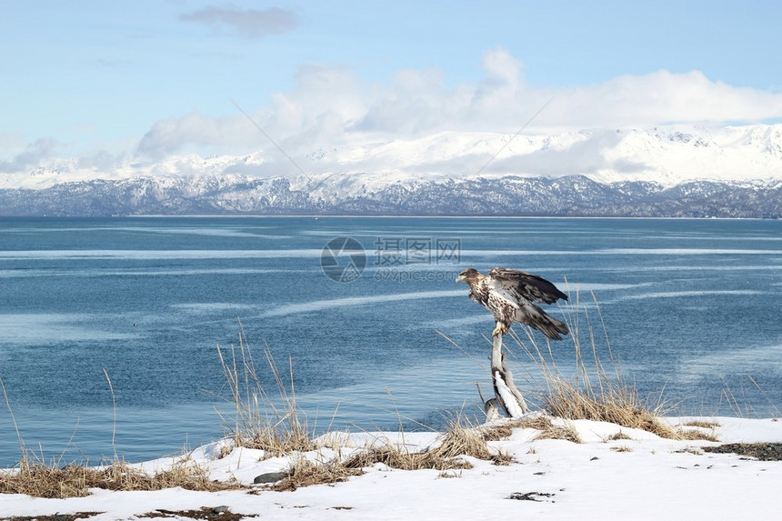 一只不成熟的秃鹰在阿拉斯加Kachemak图片