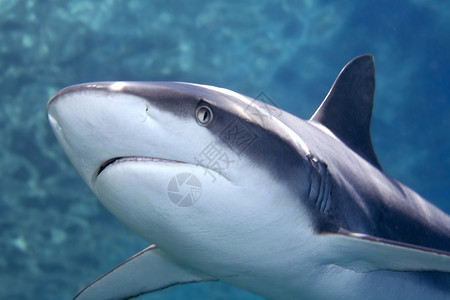 灰礁或捕鲸鲨鱼的脸部和头部图片