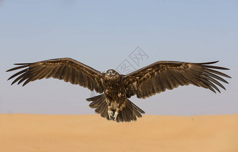 大斑鹰在阿联酋迪拜附图片