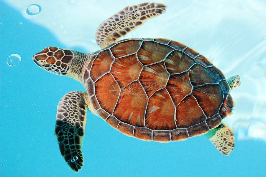 濒危的墨西哥海龟在图片