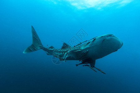 游鲸鲨鱼Rhincodon打字是动物王国图片