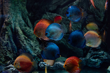 金鱼和蓝鱼在水族馆的水下游泳图片
