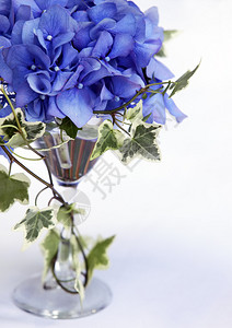 玻璃杯中的蓝色花朵和常春藤绣球花图片