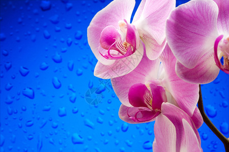蓝色水滴背景上的丁香兰花图片