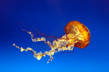 日本日本水族馆osaka水族馆图片