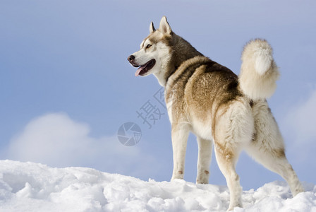 西伯利亚雪橇犬站在雪山顶图片