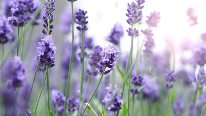 花朵开花香味与阳光在户外照光这是紫图片