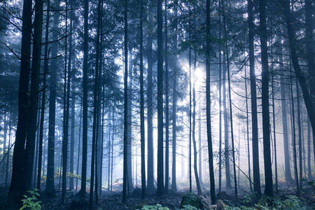 森林树木景观中神奇的蓝色雾光图片
