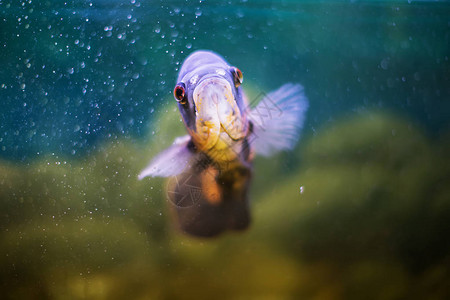 水族馆中的鲈鱼蓝类鱼图片