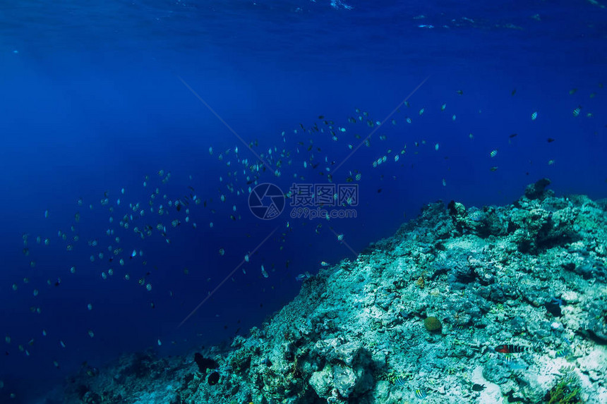 海洋在水下世界热带鱼类在珊瑚礁图片