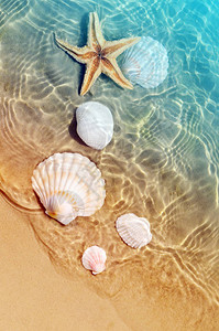 海滩水里的贝壳和海星图片