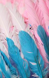 粉色和蓝色鸵鸟羽毛图片