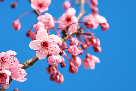 樱花映衬着明亮的蓝天图片