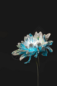 蓝花和白花的拍摄工作室在黑色上与背景图片