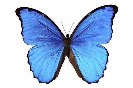 蓝色的蝴蝶Morrphomenelaus在蓝色背景图片