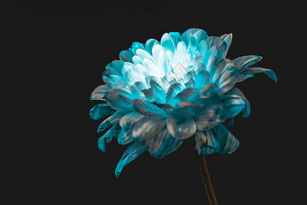 紧的蓝色和白色菊花图片