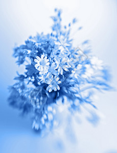 蓝调的花瓶中的抽象花朵与Len图片