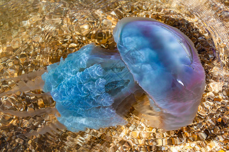海生水母敖德萨的水母图片