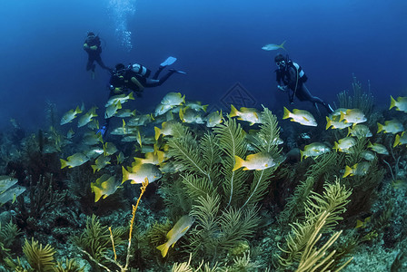 加勒比海古巴潜水员和一所学图片