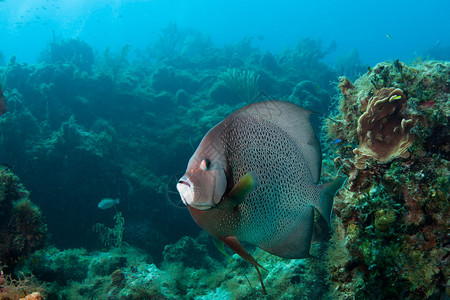 巴哈马珊瑚礁上的灰图片