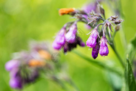 紫色的紫草花野生植物铁皮图片