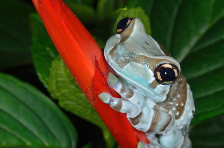 青蛙撞奶从叶子中产生的亚马逊奶青Trachycephalus背景