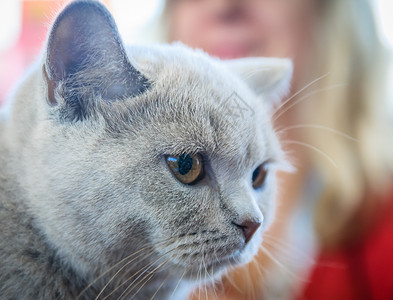 英国蓝猫的特写肖像图片