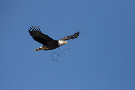 一只秃鹰在蓝天上翱翔背景图片