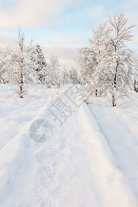 寒冷的树木和雪地图片