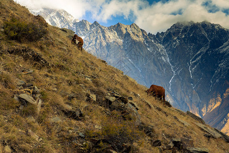 在Stepantsminda村附近的山坡上放牧的两头奶牛图片
