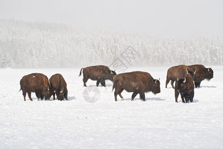 寒冬野牛放牧时阳图片