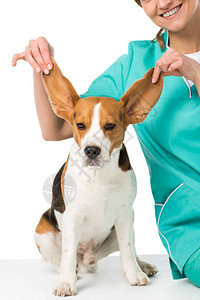 兽医拿着比格犬的大耳朵被白色隔开的短镜头背景图片
